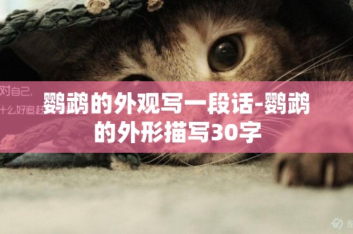 鸚鵡的外觀寫一段話-鸚鵡的外形描寫30字