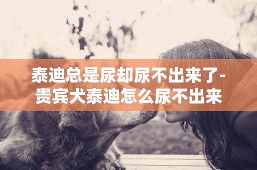 泰迪總是尿卻尿不出來了-貴賓犬泰迪怎么尿不出來