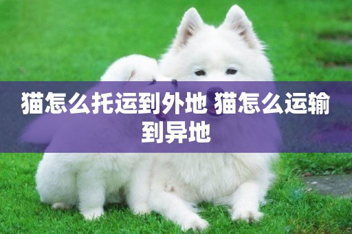 貓怎么托運到外地 貓怎么運輸到異地