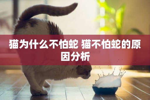 貓為什么不怕蛇 貓不怕蛇的原因分析