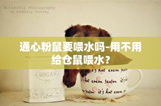 通心粉鼠要喂水嗎-用不用給倉鼠喂水？