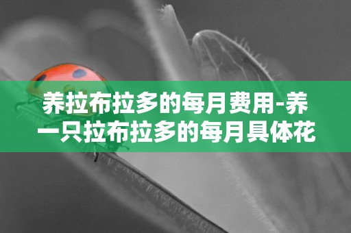 養拉布拉多的每月費用-養一只拉布拉多的每月具體花費