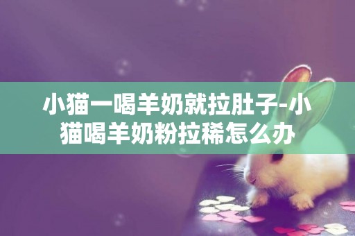 小貓一喝羊奶就拉肚子-小貓喝羊奶粉拉稀怎么辦