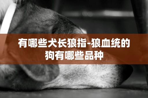 有哪些犬長狼指-狼血統的狗有哪些品種
