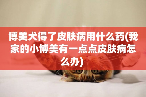 博美犬得了皮膚病用什么藥(我家的小博美有一點點皮膚病怎么辦) 