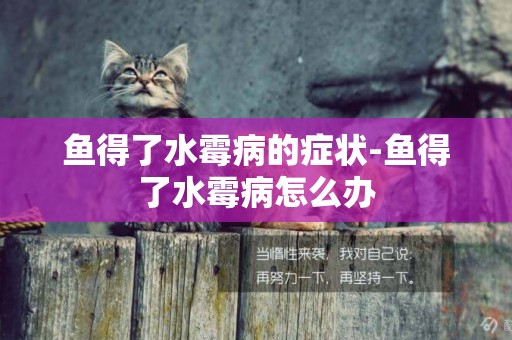 魚得了水霉病的癥狀-魚得了水霉病怎么辦