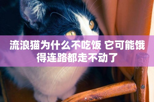 流浪貓為什么不吃飯 它可能餓得連路都走不動了