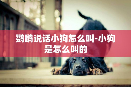 鸚鵡說話小狗怎么叫-小狗是怎么叫的