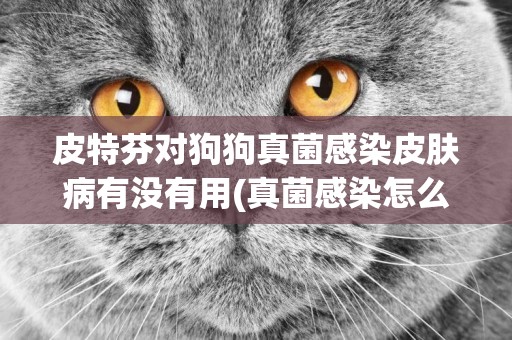 皮特芬對狗狗真菌感染皮膚病有沒有用(真菌感染怎么辦) 