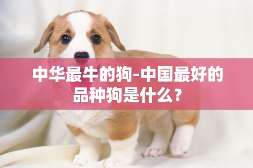 中華最牛的狗-中國最好的品種狗是什么？
