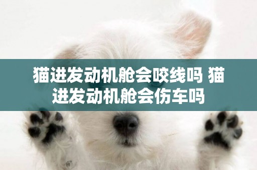 貓進發動機艙會咬線嗎 貓進發動機艙會傷車嗎