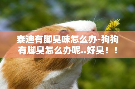 泰迪有腳臭味怎么辦-狗狗有腳臭怎么辦呢..好臭！！