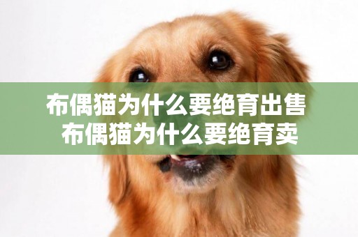 布偶貓為什么要絕育出售 布偶貓為什么要絕育賣