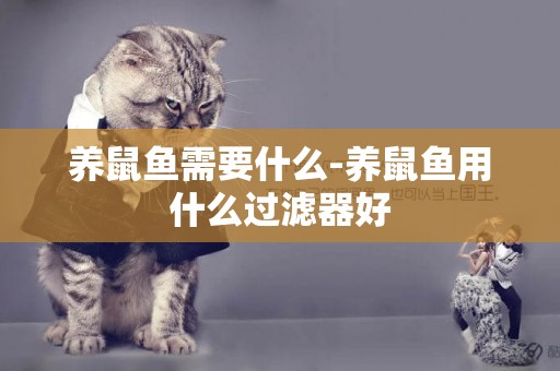養鼠魚需要什么-養鼠魚用什么過濾器好