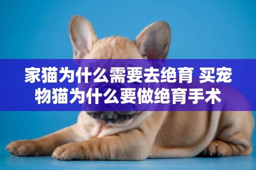 家貓為什么需要去絕育 買寵物貓為什么要做絕育手術