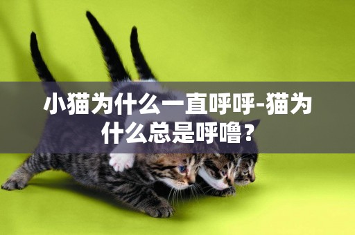 小貓為什么一直呼呼-貓為什么總是呼嚕？