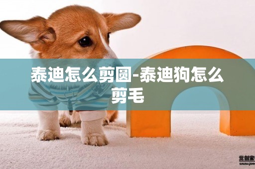 泰迪怎么剪圓-泰迪狗怎么剪毛