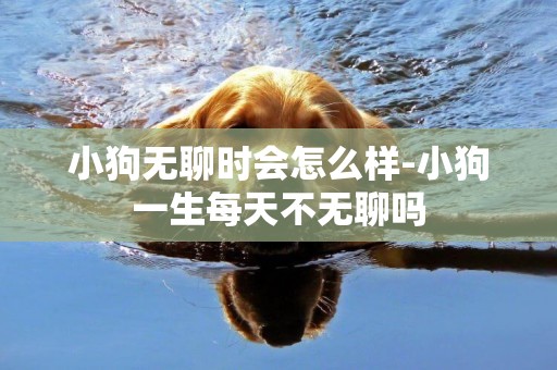 小狗無聊時會怎么樣-小狗一生每天不無聊嗎