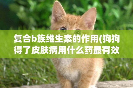 復合b族維生素的作用(狗狗得了皮膚病用什么藥最有效) 