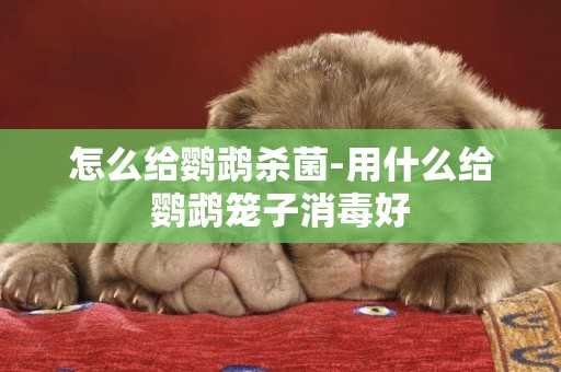 怎么給鸚鵡殺菌-用什么給鸚鵡籠子消毒好