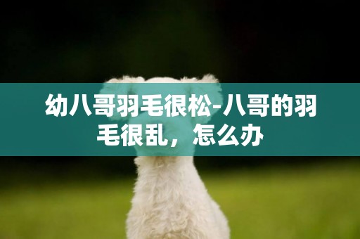 幼八哥羽毛很松-八哥的羽毛很亂，怎么辦