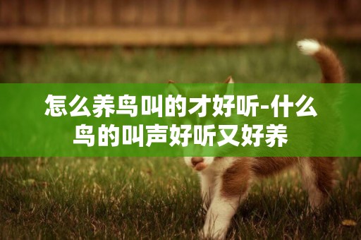 怎么養鳥叫的才好聽-什么鳥的叫聲好聽又好養