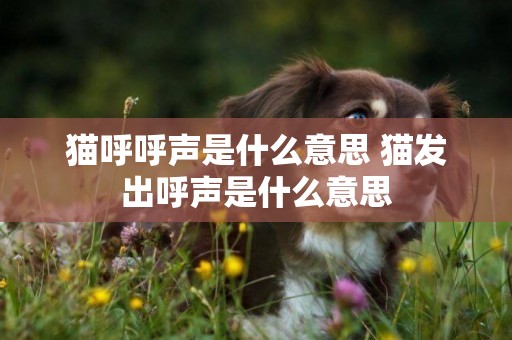 貓呼呼聲是什么意思 貓發出呼聲是什么意思