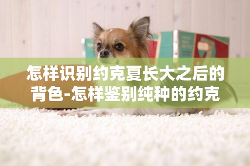 怎樣識別約克夏長大之后的背色-怎樣鑒別純種的約克夏犬？