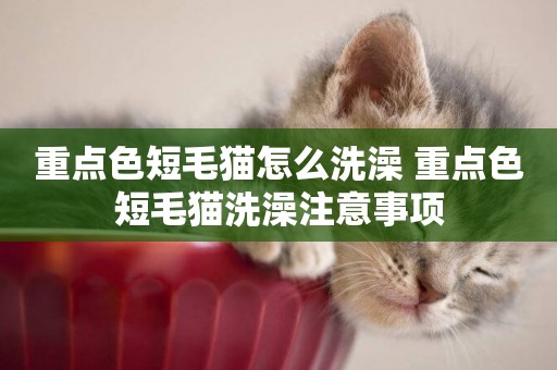 重點色短毛貓怎么洗澡 重點色短毛貓洗澡注意事項