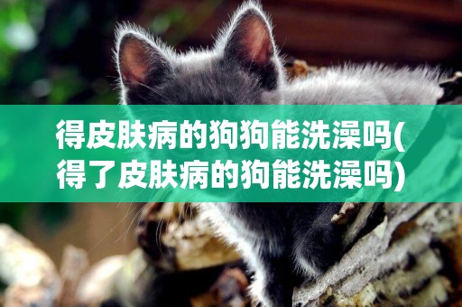 得皮膚病的狗狗能洗澡嗎(得了皮膚病的狗能洗澡嗎) 