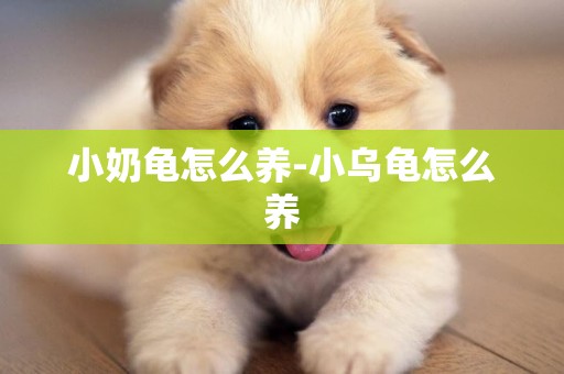 小奶龜怎么養-小烏龜怎么養