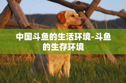 中國斗魚的生活環境-斗魚的生存環境