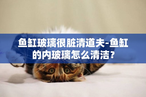 魚缸玻璃很臟清道夫-魚缸的內玻璃怎么清潔？