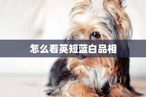 怎么看英短藍白品相