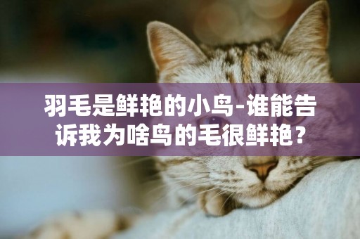 羽毛是鮮艷的小鳥-誰能告訴我為啥鳥的毛很鮮艷？