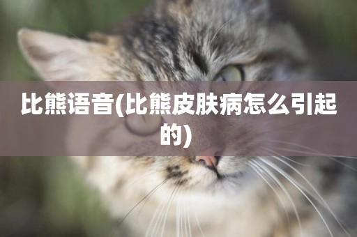 比熊語音(比熊皮膚病怎么引起的) 