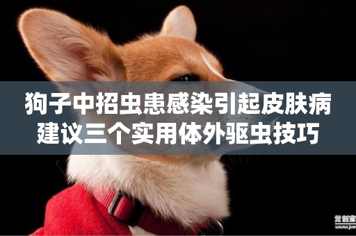 狗子中招蟲患感染引起皮膚病 建議三個實用體外驅蟲技巧 