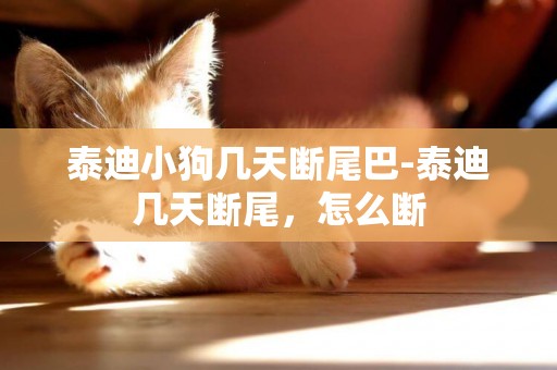 泰迪小狗幾天斷尾巴-泰迪幾天斷尾，怎么斷