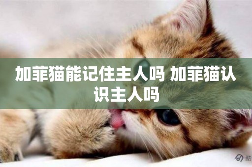 加菲貓能記住主人嗎 加菲貓認識主人嗎