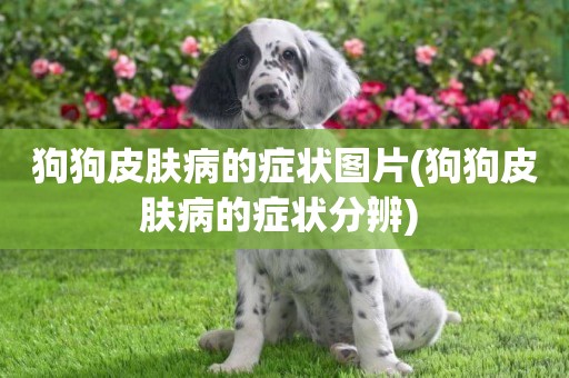 狗狗皮膚病的癥狀圖片(狗狗皮膚病的癥狀分辨) 