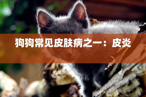 狗狗常見皮膚病之一：皮炎 