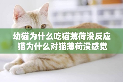 幼貓為什么吃貓薄荷沒反應 貓為什么對貓薄荷沒感覺