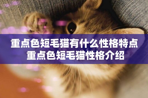 重點色短毛貓有什么性格特點 重點色短毛貓性格介紹