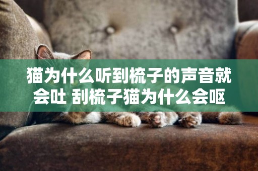 貓為什么聽到梳子的聲音就會吐 刮梳子貓為什么會嘔吐