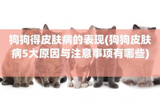 狗狗得皮膚病的表現(狗狗皮膚病5大原因與注意事項有哪些) 