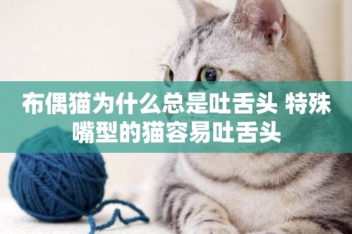 布偶貓為什么總是吐舌頭 特殊嘴型的貓容易吐舌頭