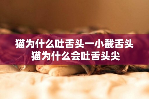 貓為什么吐舌頭一小截舌頭 貓為什么會吐舌頭尖