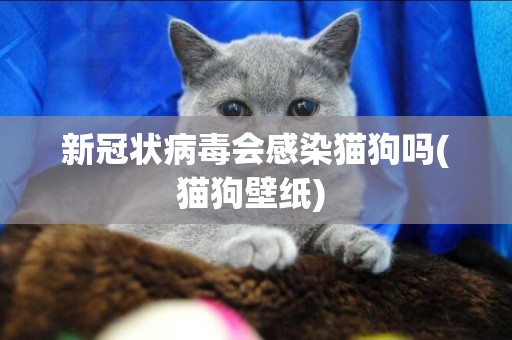 新冠狀病毒會感染貓狗嗎(貓狗壁紙) 