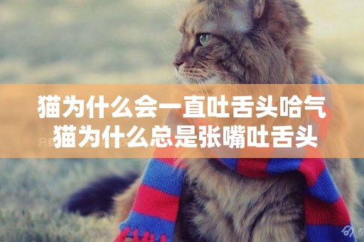 貓為什么會一直吐舌頭哈氣 貓為什么總是張嘴吐舌頭