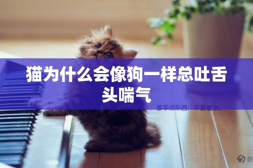 貓為什么會像狗一樣總吐舌頭喘氣